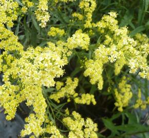 Zlatobýl 'Super' - Solidago 'Super'