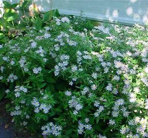 Hvězdnice 'Asran' - Aster ageratoides 'Asran'