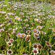 Turan sivý - Erigeron glaucus