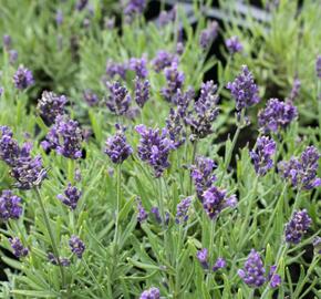 Levandule úzkolistá 'Aromatico Blue Compact' - Lavandula angustifolia 'Aromatico Blue Compact'