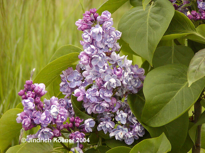 Šeřík obecný 'Duc de Massa' - Syringa vulgaris 'Duc de Massa'