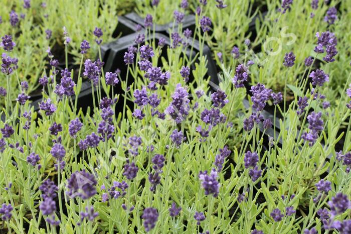 Levandule úzkolistá 'Aromatico Forte Blue' - Lavandula angustifolia 'Aromatico Forte Blue'