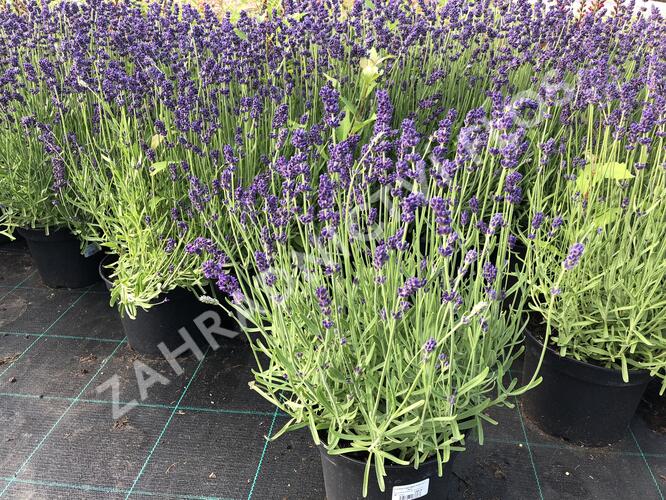 Levandule úzkolistá 'Aromatico Blue' - Lavandula angustifolia 'Aromatico Blue'