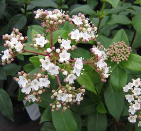 Kalina vavřínová - Viburnum tinus