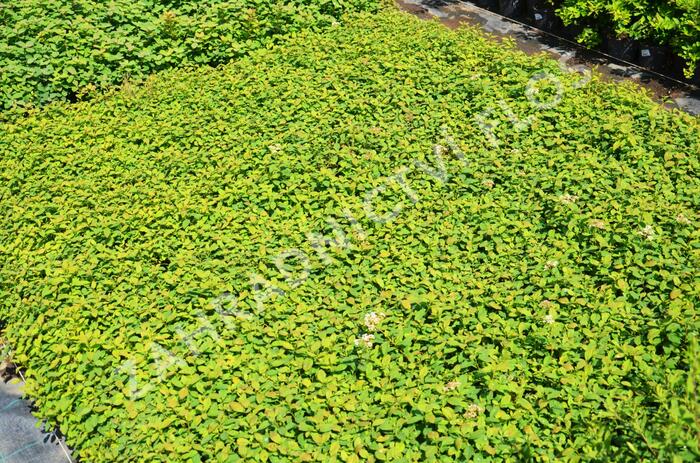 Tavolník poléhavý - Spiraea decumbens