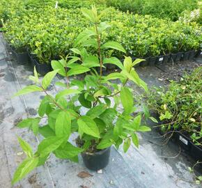 Trojpuk 'Strawberry Field' - Deutzia 'Strawberry Field'