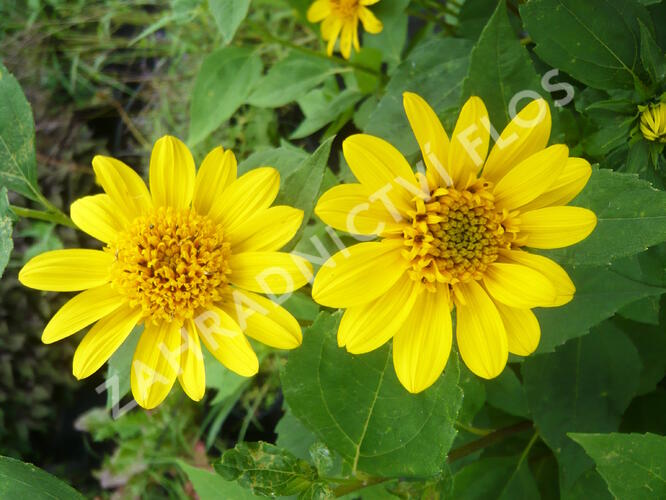 Slunečnice 'Meteor' - Helianthus decapetalus 'Meteor'