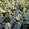 tavolnk vznan - Spiraea  arguta