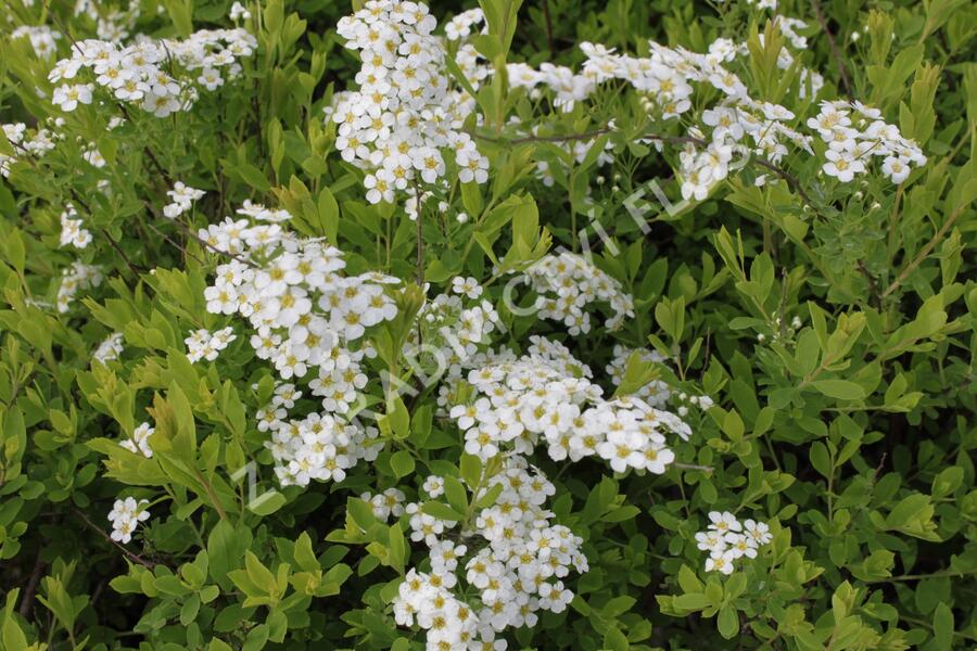 Tavolník význačný - Spiraea arguta