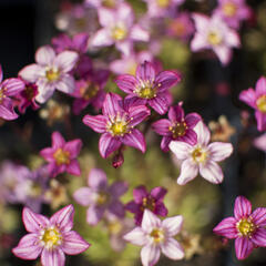 Lomikámen arendsův 'Touran Pink' - Saxifraga x arendsii 'Touran Pink'