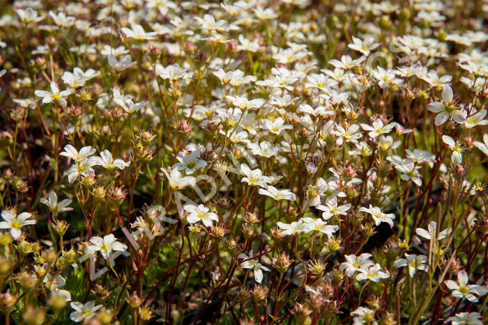 Lomikámen arendsův 'Highlander White and Red' - Saxifraga x arendsii 'Highlander White and Red'