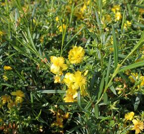 Třezalka 'Buttercup' - Hypericum densiflorum 'Buttercup'