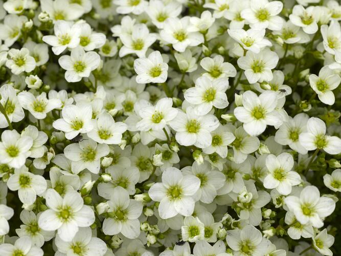 Lomikámen arendsův 'Alpino White' - Saxifraga x arendsii 'Alpino White'