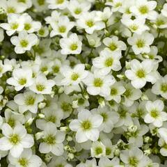 Lomikámen arendsův 'Alpino White' - Saxifraga x arendsii 'Alpino White'