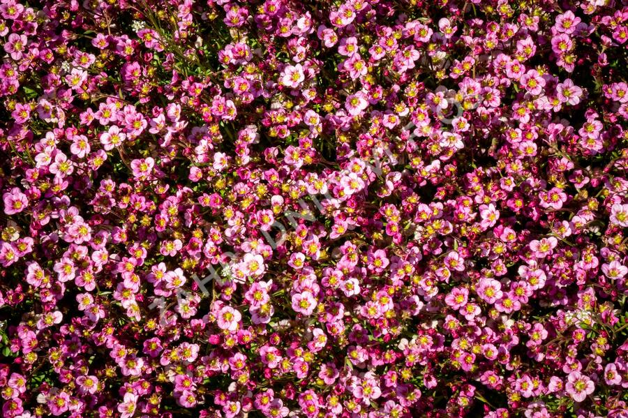 Lomikámen arendsův 'Alpino Early Pink Heart' - Saxifraga x arendsii 'Alpino Early Pink Heart'