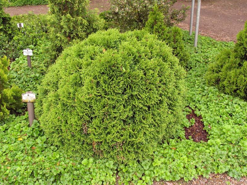 Zerav, túje západní 'Little Giant' - Thuja occidentalis 'Little Giant'