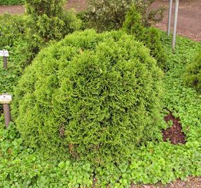 Zerav, túje západní 'Little Giant' - Thuja occidentalis 'Little Giant'