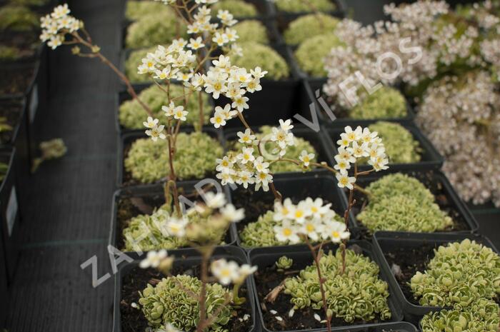 Lomikámen 'Minor' - Saxifraga aizoides 'Minor'