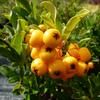 hlohyn arlatov Soleil d'Or - Pyracantha coccinea Soleil d'Or