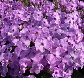 Plamenka 'Eva' - Phlox douglasii 'Eva'