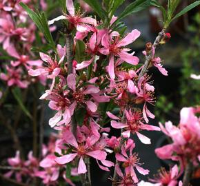 Mandloň nízká - Prunus tenella