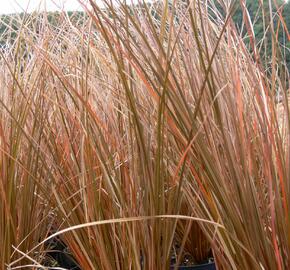 Ostřice Petreiova 'Milk Choclat' - Carex petriei 'Milk Choclat'