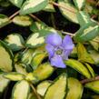 Barvínek větší 'Variegated Golden' - Vinca major 'Variegated Golden'