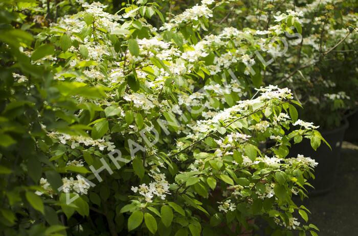 Kalina japonská 'Mariesii' - Viburnum plicatum 'Mariesii'