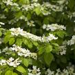 Kalina japonská 'Mariesii' - Viburnum plicatum 'Mariesii'