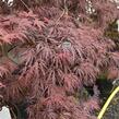 Javor dlanitolistý 'Inaba Shidare' - Acer palmatum 'Inaba Shidare'