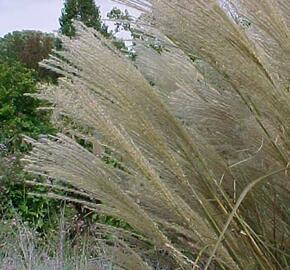 Ozdobnice čínská 'Sarabande' - Miscanthus sinensis 'Sarabande'