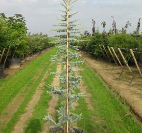 Cedr libanonský 'Glauca' - Cedrus libani 'Glauca'