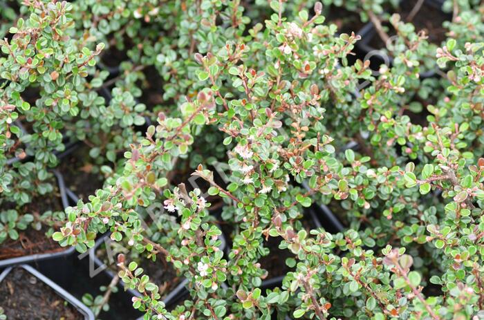 Skalník - Cotoneaster cochleatus