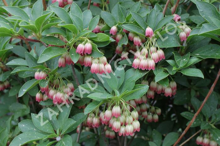 Datyně zvonkovitá - Enkianthus campanulatus