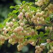 Datyně zvonkovitá - Enkianthus campanulatus