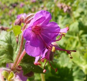 Kakost kantabrijský - Geranium x cantabrigiense