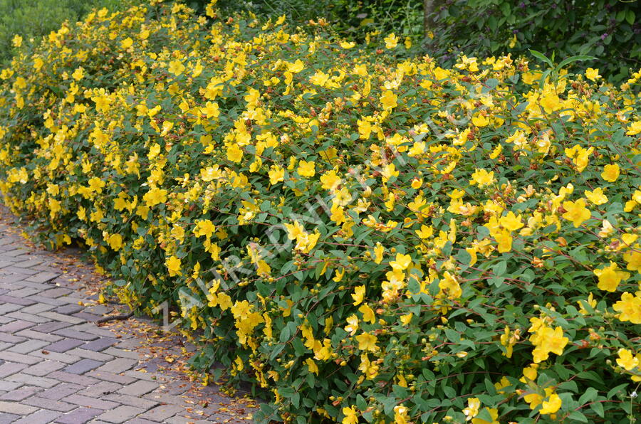 Třezalka 'Hidcote Gold' - Hypericum 'Hidcote Gold'