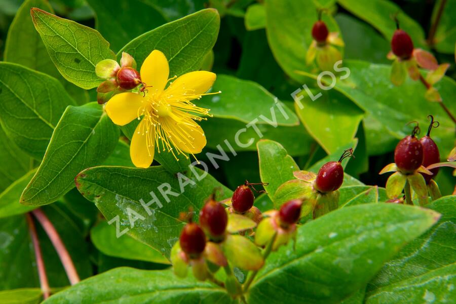 Třezalka nevonná 'Elstead' - Hypericum inodorum 'Elstead'