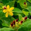 Třezalka nevonná 'Elstead' - Hypericum inodorum 'Elstead'