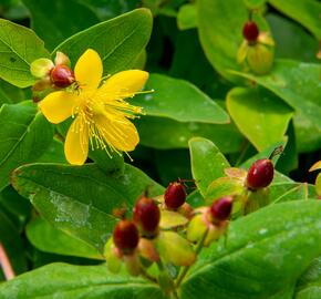 Třezalka nevonná 'Elstead' - Hypericum inodorum 'Elstead'