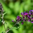 Motýlí keř, Komule Davidova 'Nanho Purple' - Buddleja davidii 'Nanho Purple'