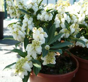 Pieris japonský 'Debutante' - Pieris japonica 'Debutante'