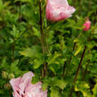 Ibišek syrský 'Pink Chiffon' - Hibiscus syriacus 'Pink Chiffon'