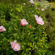 Ibišek syrský 'Pink Chiffon' - Hibiscus syriacus 'Pink Chiffon'