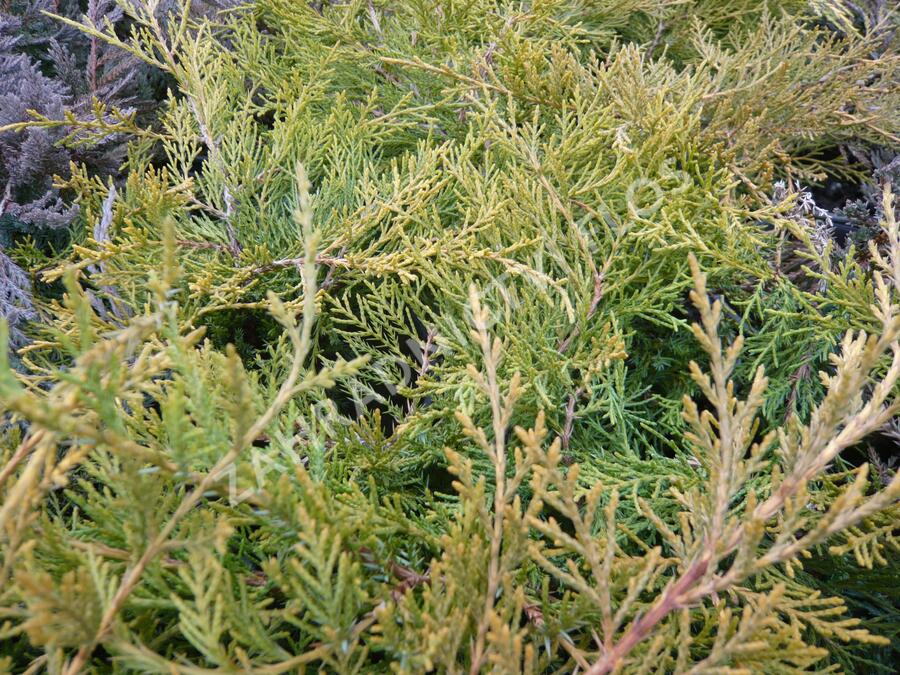 Jalovec prostřední 'Pfitzeriana Compacta' - Juniperus media 'Pfitzeriana Compacta'