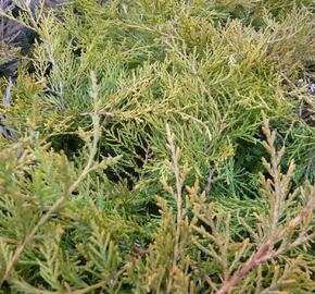 Jalovec prostřední 'Pfitzeriana Compacta' - Juniperus media 'Pfitzeriana Compacta'
