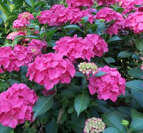 Hortenzie velkolistá 'Alpengluhen' - Hydrangea macrophylla 'Alpengluhen'