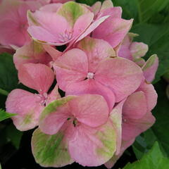 Hortenzie velkolistá 'Gertrud Glahn' - Hydrangea macrophylla 'Gertrud Glahn'