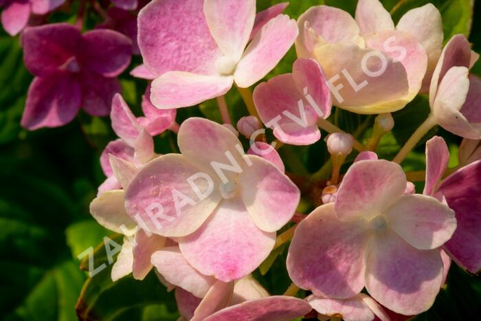 Hortenzie velkolistá 'Lavbla' - Hydrangea macrophylla 'Lavbla'