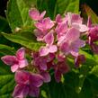 Hortenzie velkolistá 'Lavbla' - Hydrangea macrophylla 'Lavbla'